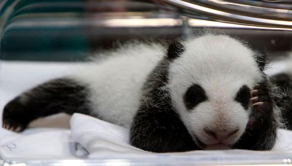 Bebés panda causan sensación en España