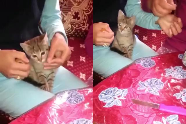 Un gato conquistó las redes sociales al convertirse en el ayudante perfecto de una pareja que envolvía un obsequio. (Fotos: Mishis Tóxicos en Facebook)