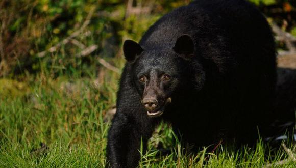 Oleada de ataques mortales de osos negros causa alarma entre vecinos
