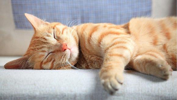 Sueños: ¿Qué significa soñar con gatos?