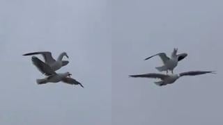 Gaviota perezosa usa el lomo de su “amiga” para volar de un lugar a otro