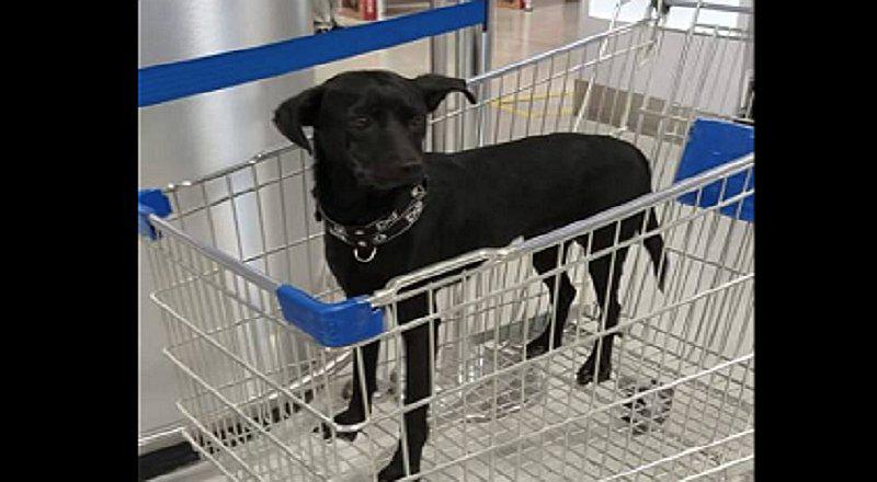 Perrito es abandonado por dos personas en coche de tienda (FOTO)