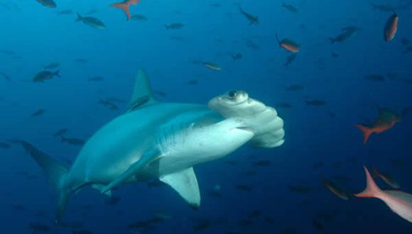 Crean santuario marino para proteger al tiburón martillo 