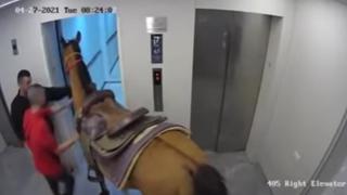 Un caballo sube por el ascensor de un hotel de lujo y el dueño asegura que no estaba prohibido | VIDEO