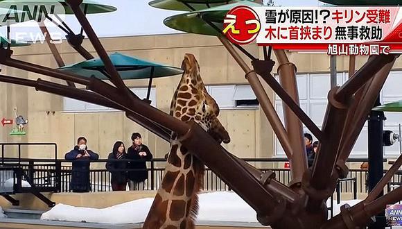 YouTube: La cabeza de una jirafa se atasca en un árbol artificial [VIDEO]