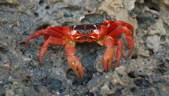 Los cangrejos dejan los bosques para dirigirse a las costas del mar y colocar sus huevos. (Foto: Greelane)