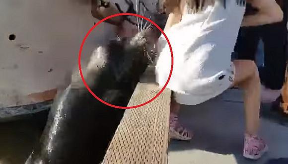 YouTube: lobo marino jaló a niña y la sumergió causando pánico (VIDEO)