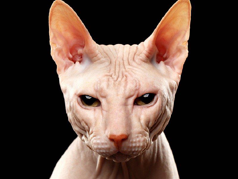 Mascotas: Conoce al "Sphynx", el gato que no tiene pelos