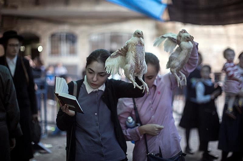 Judíos asesinan a pollos y gallinas para “expiar” sus pecados