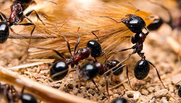 ​Antibióticos que fabrican hormigas podrían aplicarse a los humanos