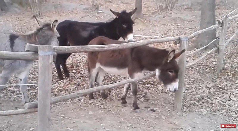 YouTube: ¿Por qué este burrito viene sorprendiendo en las redes? ¡No lo creerás!