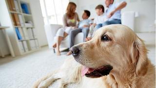 6 puntos a considerar antes de tener una mascota en casa