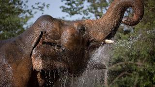 La depresión del elefante Kaavan, cuestión de Estado en Pakistán 