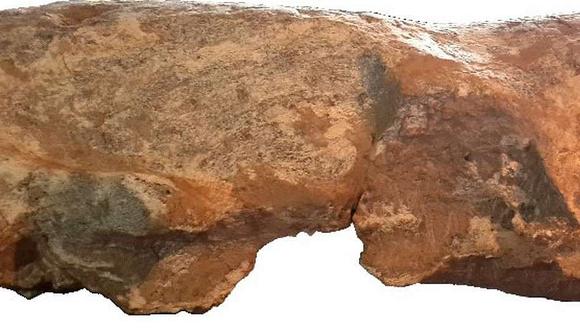 Descubren restos de perezoso prehistórico desaparecido hace 800 mil años