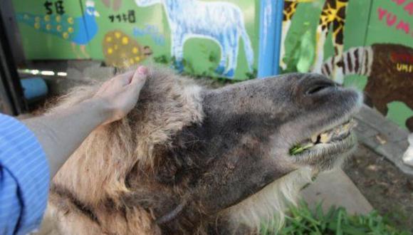 Fallece el camello más viejo del mundo en cautiverio
