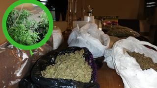 Policía allana exclusiva casa en La Molina donde se producía marihuana