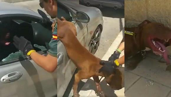 Facebook: perro casi muere asfixiado al quedar encerrado en auto, ¡pero la policía lo salvó!