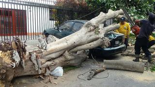 Árbol cae sobre auto en Magdalena