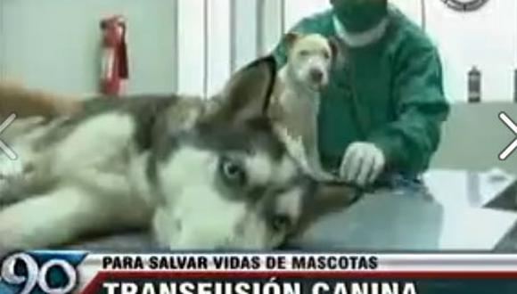 Ventanilla: Perro salva la vida de un cachorro 'donándole' su sangre [VIDEO] 