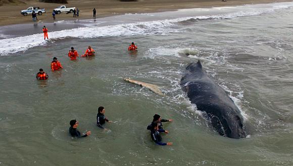 Expertos liberan a ballena jorobada de 9 metros que encalló en playa
