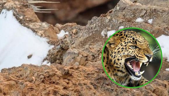 Reto visual: Leopardo se esconde entre las rocas y la nieve