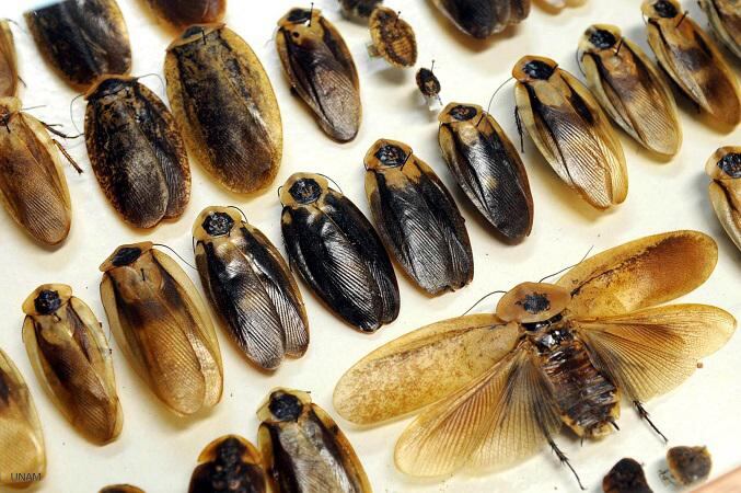 La cría de cucarachas es furor en China