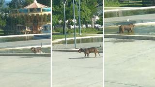 Perrito conmueve tras sacar la basura de una pileta (VIDEO)