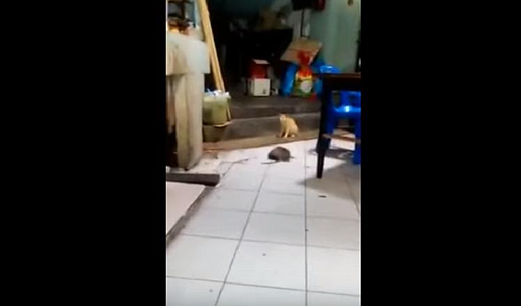 ​YouTube: Gato sorprende con su reacción ante pelea de ratas [VIDEO]