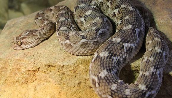 Serpiente: Antídoto evita destrucción de tejido por mordedura de víbora gariba 