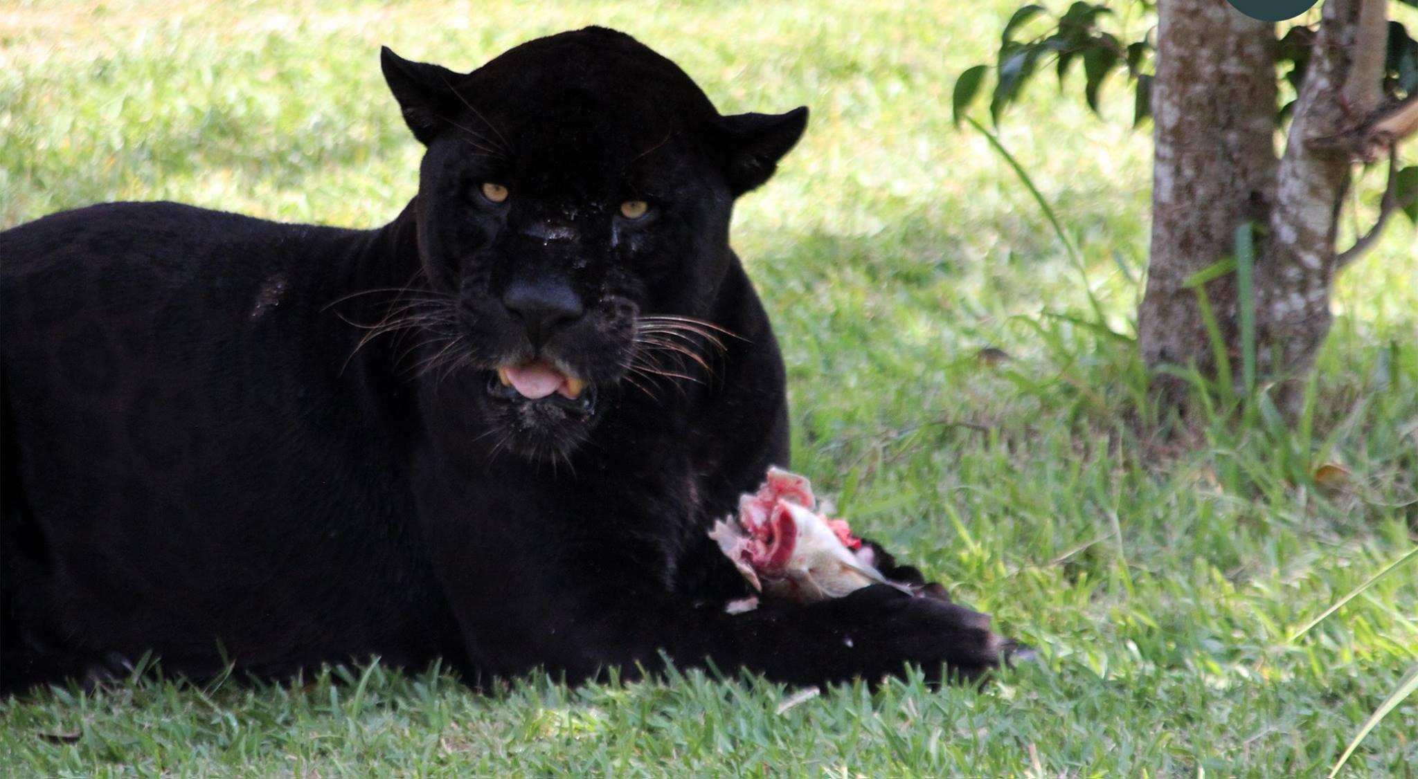 Polémica por falta de alimentos en el Parque de las Leyendas