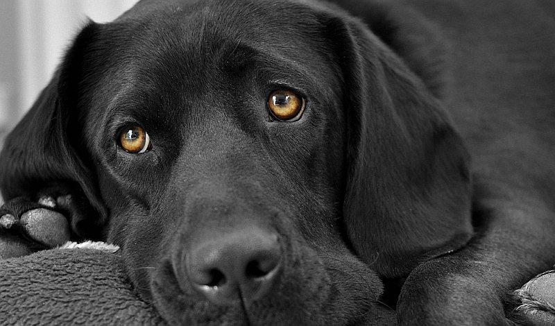 ¿Se pueden ver fantasmas con la lagaña del perro?