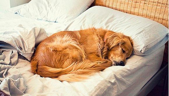 ¿Los perros deben dormir con sus dueños?