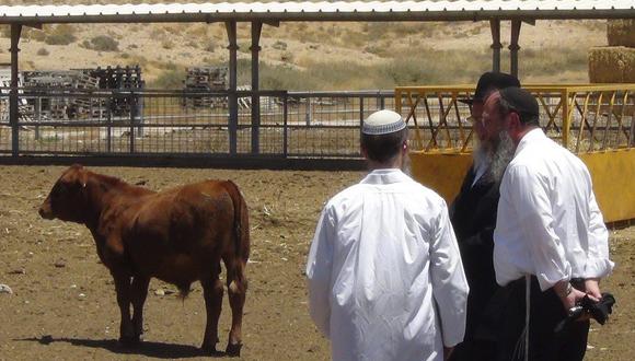 Judíos criarán vaca roja para acercar la redención y el tercer templo 