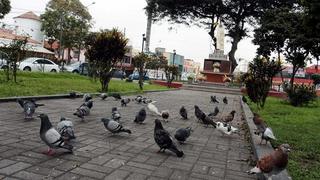 Personas que alimenten a palomas recibirán multa de 180 soles