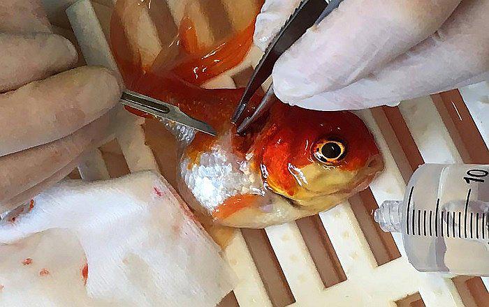 YouTube: 'Nemo', el primer pececito operado de tumor cerebral [VIDEO]