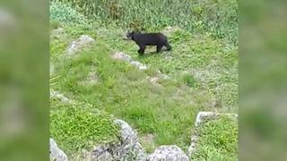 Mamá oso de anteojos y su tierna cría pasean por las áreas de Machu Picchu en Cusco | VIDEO