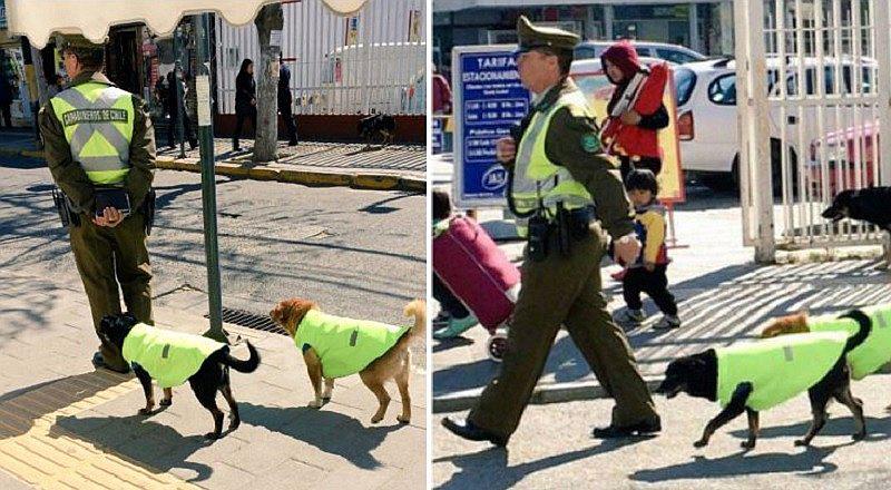 Mascotas: Perros callejeros dejan la miseria y se unen a los carabineros [FOTOS]