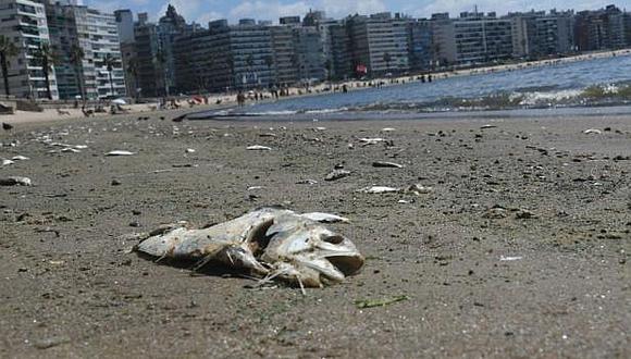 Calor mata a cientos de peces en las playas de Uruguay 