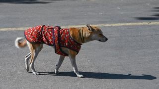 Jauría de más de 10 perros mató a un hombre de 53 años