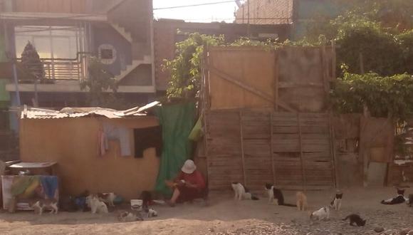 San Juan de Lurigancho: Piden ayuda para mujer que cuida gatitos en su casa   