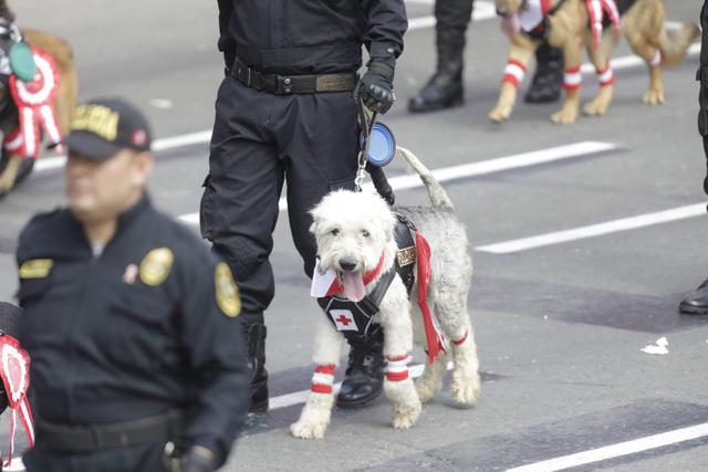 Brigada canina se hizo presente en el Desfile y Parada Militar 2023. (Foto: GEC)