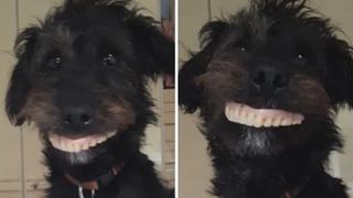 Perrito provoca miles de risas en redes tras robar dentadura de su dueña | VIDEO