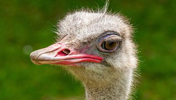 Según la joven que grabó las imágenes, existen muchas posibilidades de encontrarse con avestruces en Punta del Cabo. (Foto referencial - Pexels)