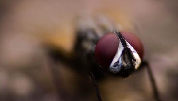 Trucos caseros para ahuyentar las moscas en verano sin utilizar productos químicos. (Foto: Pexels)