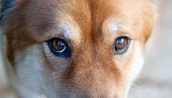 Se dice que los perros son únicos por su vínculo recíproco con los humanos y sus miradas nos conmueven.