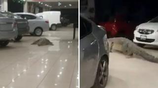 Vigilante tiene tremendo susto al hallar un cocodrilo dentro de agencia de carros (VIDEO)