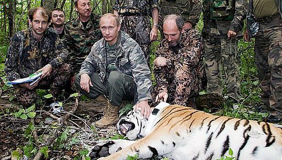 ​Putin ama a los animales y montan parque para proteger al tigre siberiano