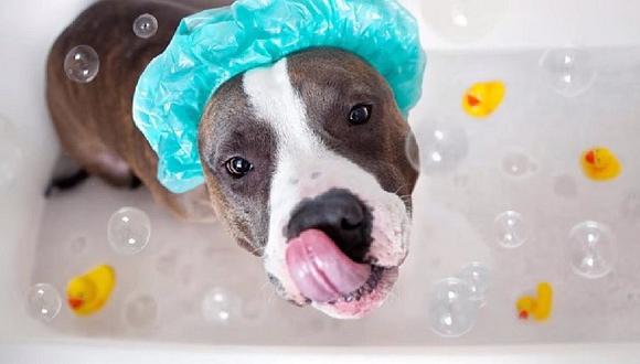 Mascotas: ¡Demasiado tierno! Sepa el motivo por el que tu perro te sigue al baño