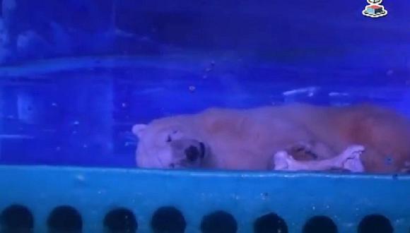 China: Este es el oso más triste del mundo y crean campaña a su favor [VIDEO]