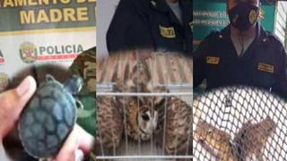 Rescatan animales de la fauna silvestre que iban a ser vendidos en Huánuco, Ucayali y Madre de Dios
